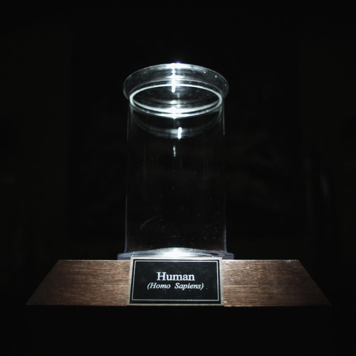 Quirky Documentaries the final member